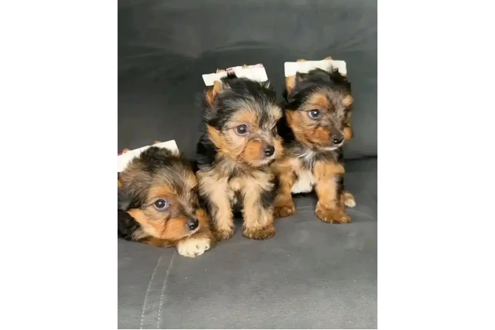 $400 : Cachorros de Yorkshire Terrier image 6