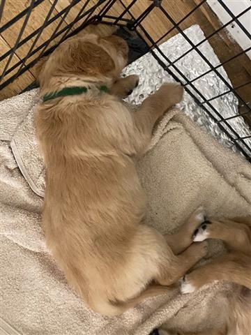 $350 : golden retriever image 3