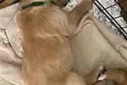 $350 : golden retriever thumbnail