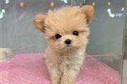 $200 : Cute teacup poodle thumbnail