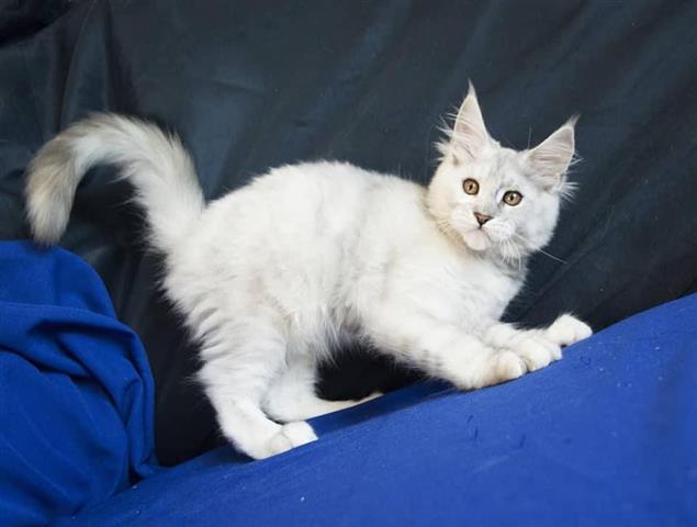 $400 : Maine coon kitten image 1