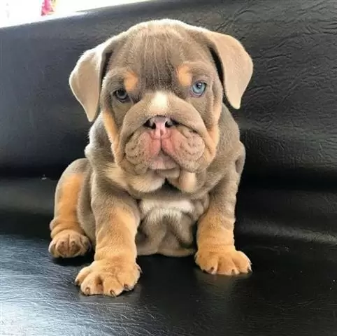 $1000 : English bulldog image 5