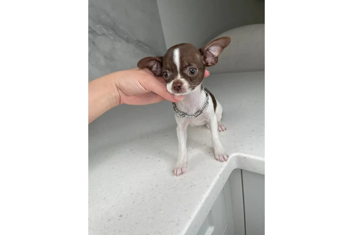 $250 : Chihuahua mini puppies image 4