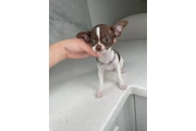 $250 : Chihuahua mini puppies thumbnail