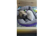 Excepcionales Pomerania en Philadelphia