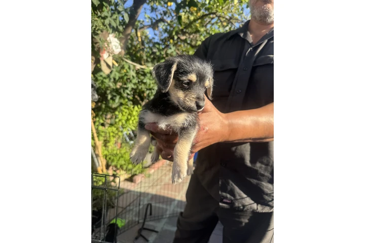 $250 : Cute puppies for sale …. image 2
