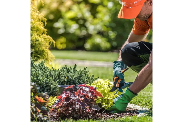 SERVICIO DE JARDINERÍA image 1