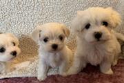 $500 : Adorable Maltese Puppies thumbnail