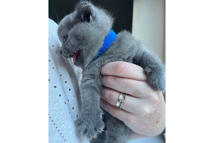 $300 : Gatito británico de pelo corto image 1