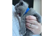 Gatito británico de pelo corto en Miami