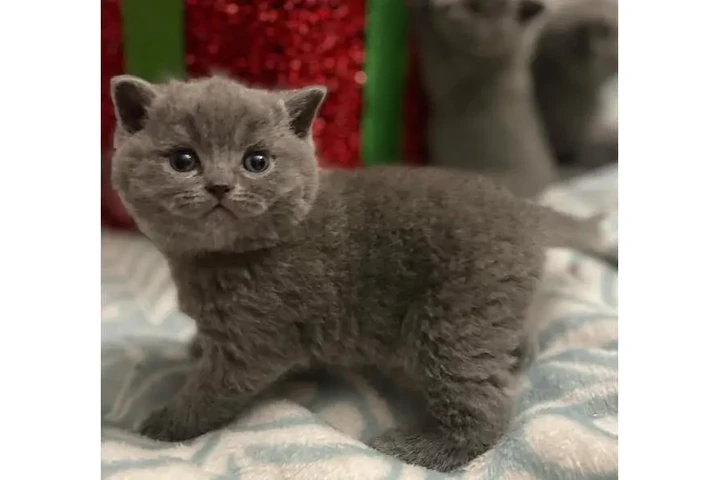 $280 : Shorthair Kittens Ready image 3