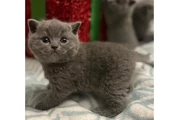 $280 : Shorthair Kittens Ready thumbnail