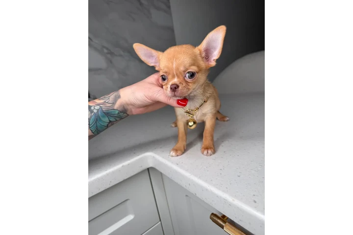 $300 : Teacup Chihuahua puppies image 8