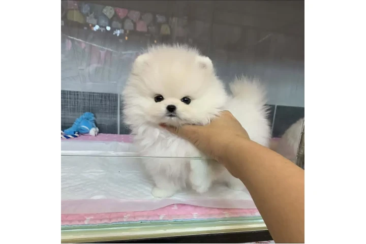 $350 : Pomerania en venta image 2