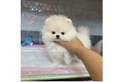 $350 : Pomerania en venta thumbnail