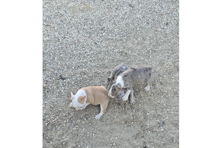 $3 : French bulldogs fluffy carrier image 2