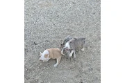 $3 : French bulldogs fluffy carrier thumbnail