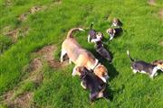 Amazing Beagle puppies ready en Wyoming