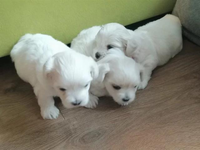 hermosos cachorros maltés. image 1