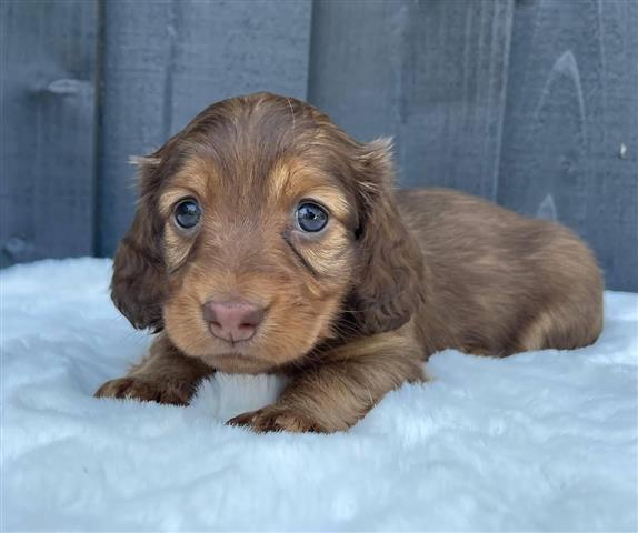 $500 : Miniature Dachshund puppies image 2