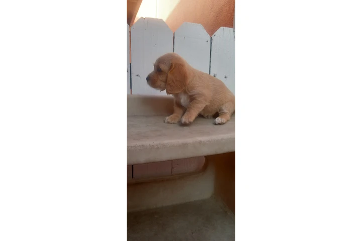 $250 : Cocker Spaniel Yorkie image 8