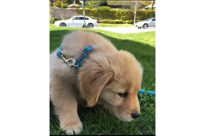 $450 : Baby golden retriever puppies image 1