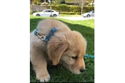 Baby golden retriever puppies en Miami
