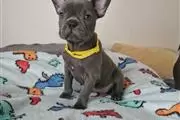 $400 : cachorros de bulldog francés thumbnail