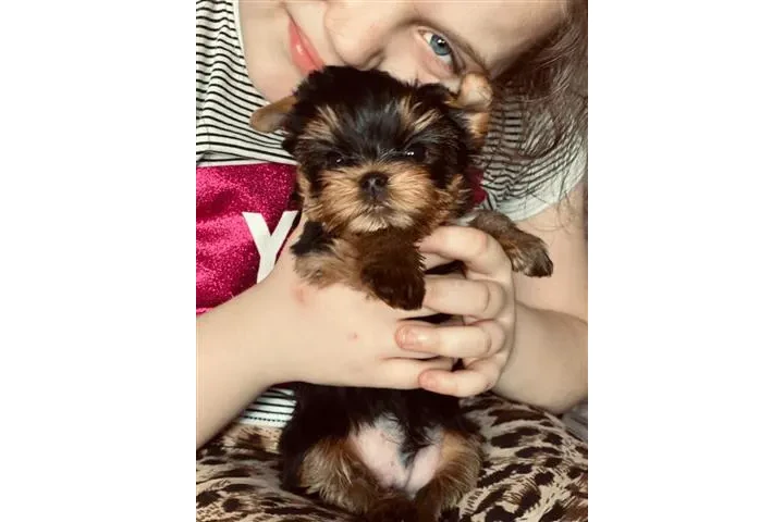 $250 : 🐶 🐾nIcE T-cupYorkie Pups🐶❤️ image 6