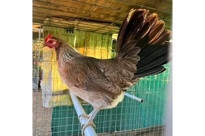 $250 : Fowls For Sale image 4