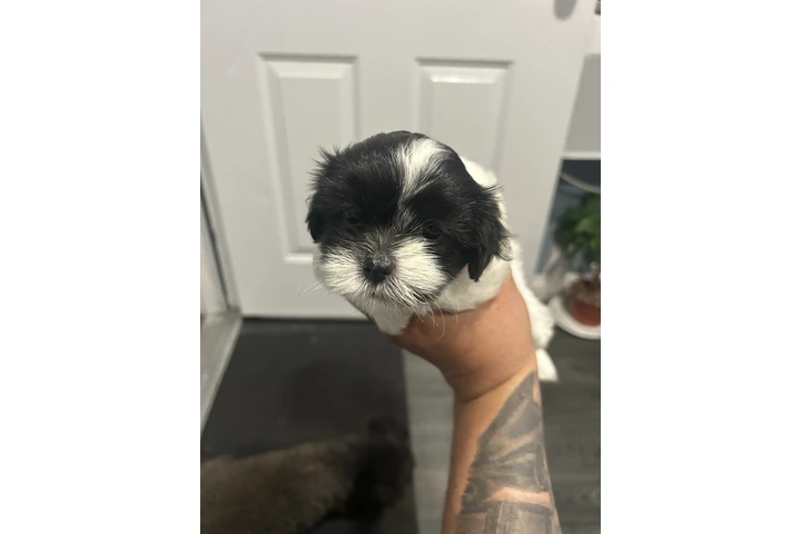 $500 : Shih tzu image 2