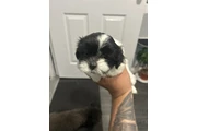 $500 : Shih tzu thumbnail