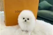 $300 : Pomeranian puppies for sale thumbnail