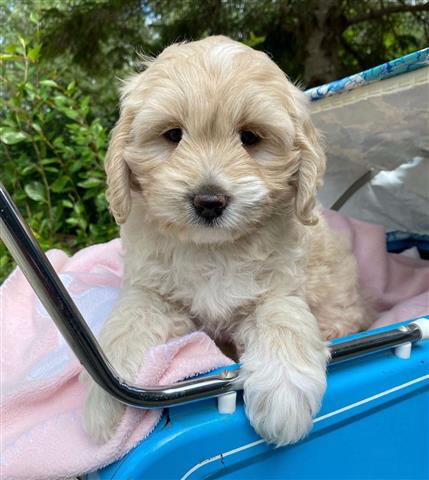 $380 : Goldendoodle puppies for sale image 1