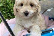 Goldendoodle puppies for sale