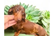 $1500 : Miniature Dachshund puppies thumbnail