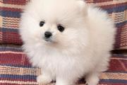 Teacup Pomeranian  For Sale en Las Vegas