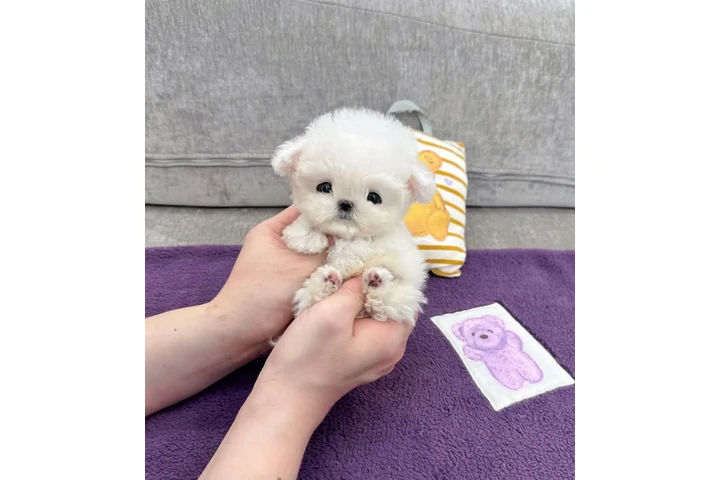 $350 : Micro taza de té bichonfris image 2