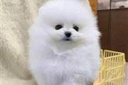 Real Structure Size Pomeranian