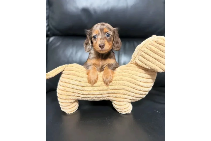 $550 : Dashund Puppies For Adoption image 8