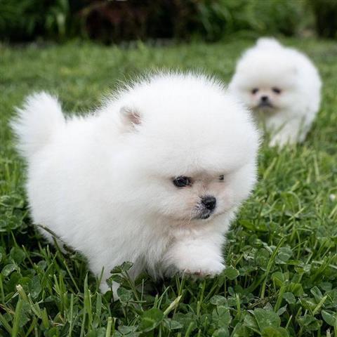 $500 : Pomerania Taza De Té Blanco image 3