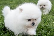 $500 : Pomerania Taza De Té Blanco thumbnail