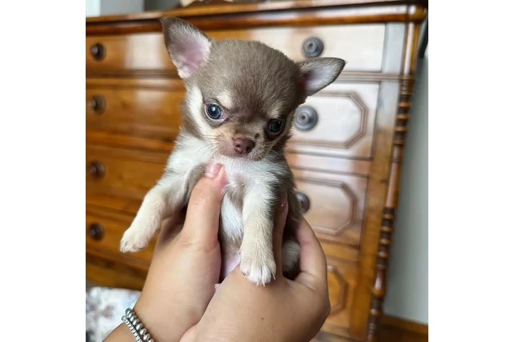 $350 : cachorros chihuahua image 1