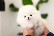 $250 : Pomeranian puppies teacup thumbnail