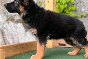 $450 : **German Shepherd** thumbnail