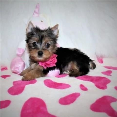 Toy Breed Puppy Available image 1