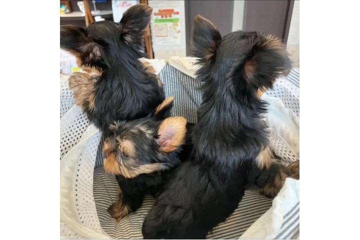 $350 : Cachorros yorkie taza de té image 1