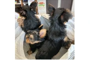 Cachorros yorkie taza de té en Miami