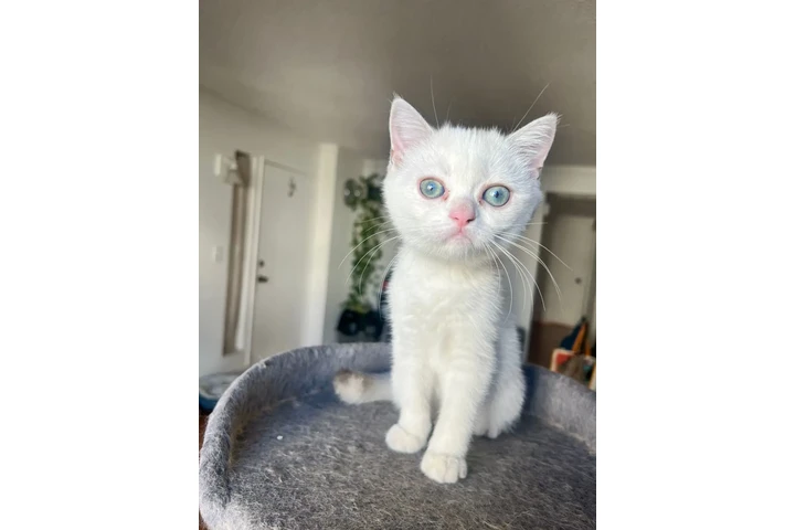 $2000 : 3 Beautiful Scottish Fold Girl image 6