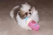 $500 : Pomeranian puppies thumbnail